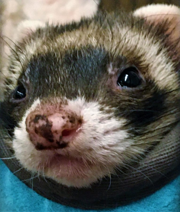 This is one of Mrs. Rakers animals, the ferret Lovey. She is the only ferret, but is energetic nonetheless. Photo by Ashlyn Rinehart.