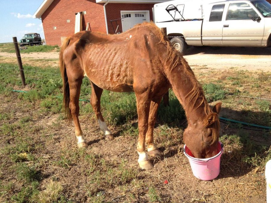 Hugo%2C+a+chestnut+quarterhorse+who+suffered+from+malnourishment%2C+gets+a+bite+to+eat+from+his+rescuer%2C+Tosha+Anderson.+She+rescued+the+horse+in+2012+after+it+was+found+in+a+dust+pen%2C+which+are+used+to+thin+down+horses.+