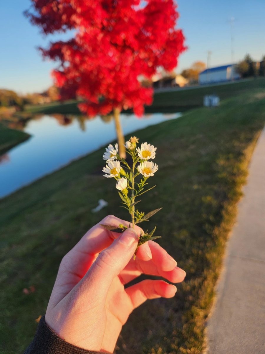 Taken along Carroll Road at the entrance to Shearwater Run, one of the main detours people take to bypass the construction. Maple tree near the Pathway Church pond with daisies found along road.