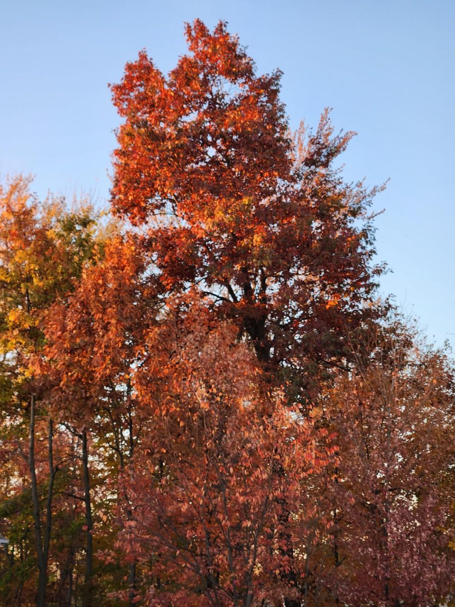 Stunning red and orange leaves on tree next to Carroll Road bring vibrancy to the dreary dirt and pebbles.