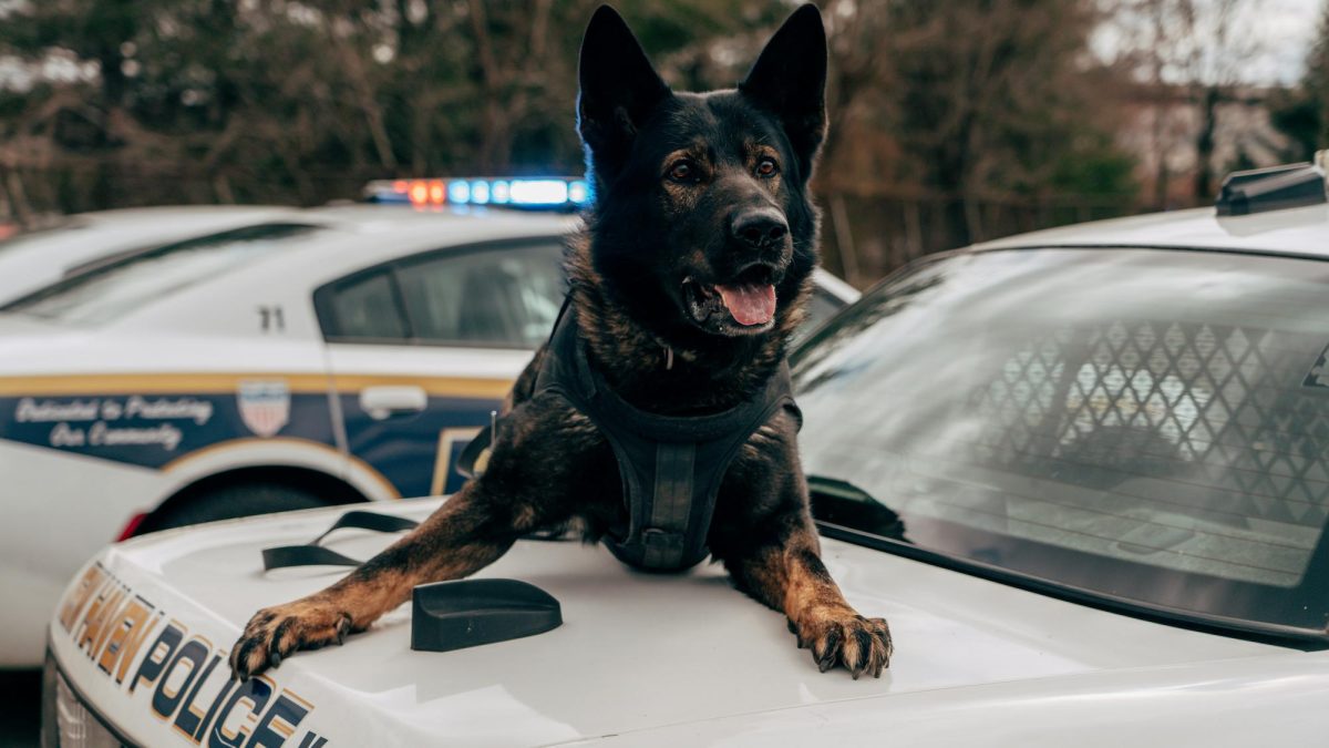 Police dog sitting atop a police car. Courtesy of Martin Podsiad on Unsplash