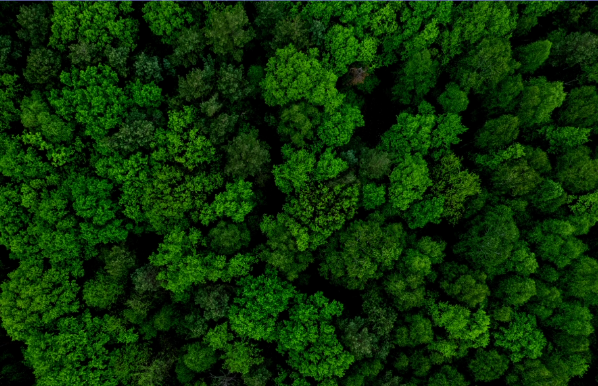 Deforestation increases in local areas: The causes & reasons behind it